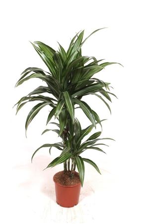 Dracaena Ulises 45-15