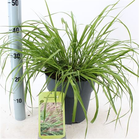 Pennisetum Alop Red Head