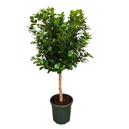 Ficus Moclame On Stem
