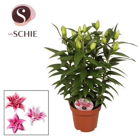 Lilium Or Roselily Sara 4pp