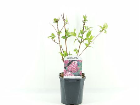 Deutzia Hybr Strawberry Fields
