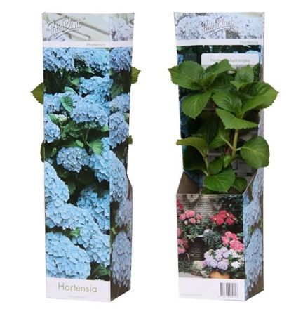 Hydrangea Ma Early Blue Young Plants
