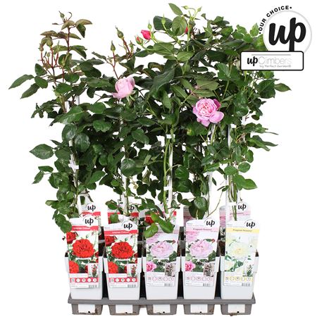 Rosa Climbing Mix (our Choic)
