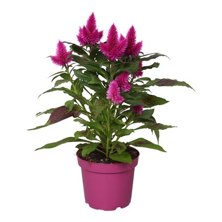 Celosia Deep Purple No Sleeve