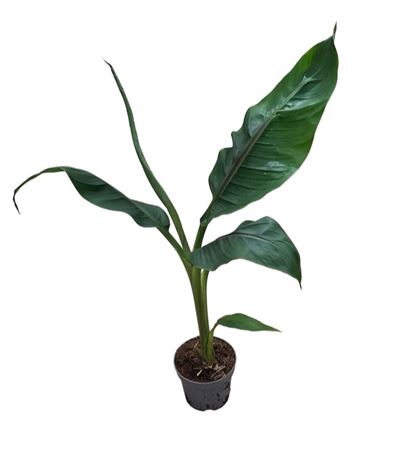 Musa Ever Red