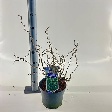 Corylus Avellana Scooter