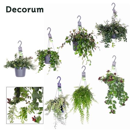 Aeschynanthus Groen Gemengd