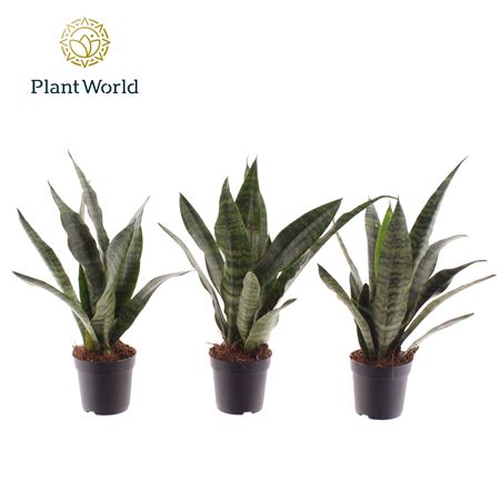 Sansevieria Black Coral (decorum)