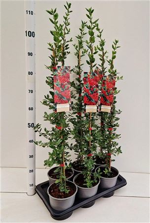 Pyracantha Red Column