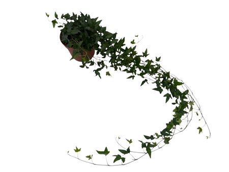 Hedera Shamrock Medium Long