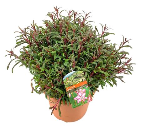 Gaura Lindheimeri Bush