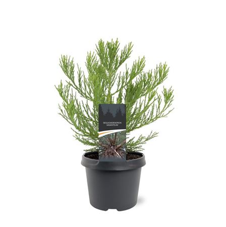 Sequoiadendron Giganteum