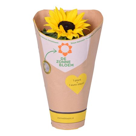 Helianthus Sunsation In Paper Sleeve