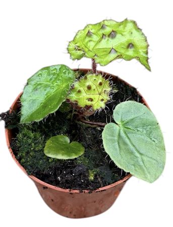 Begonia Ferox