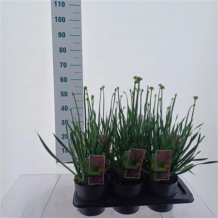 Allium Cobalt Millenium