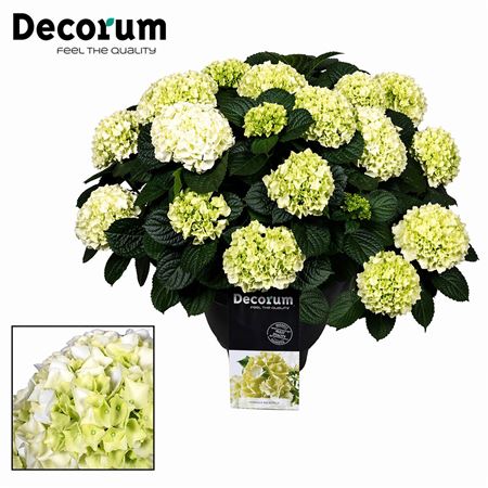 Hydrangea Ma White 20+ (decorum)