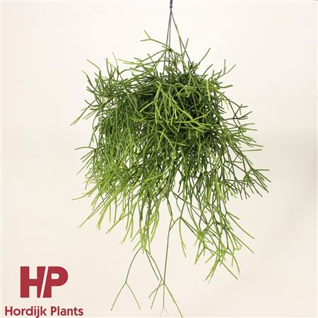 Rhipsalis Heteroclada Hanging Pot