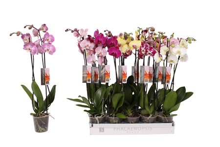 Phal 2st 6 Color Mix 14+