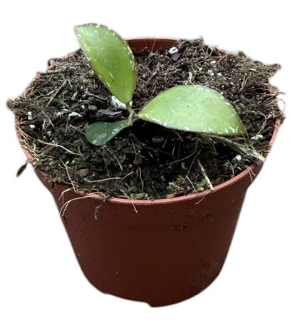 Hoya Sp Mini Coin Sp Kalimantan
