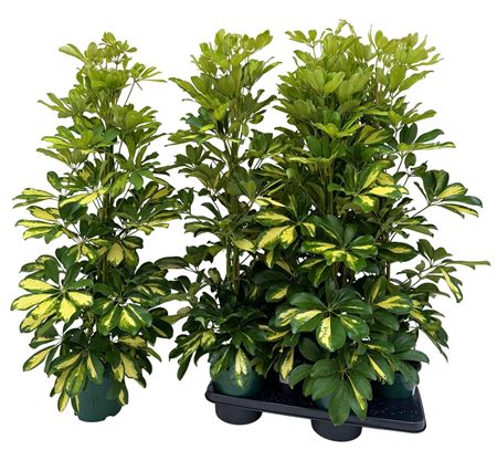 Schefflera Dalton