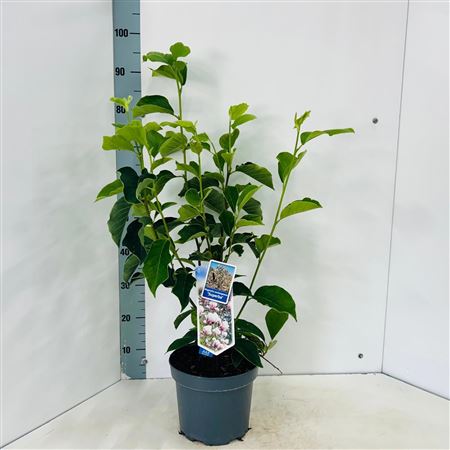 Magnolia Soulangeana Superba