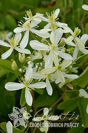 Клематис жгучий Стеллар