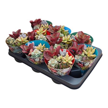 Succulents Arrangement Potcover