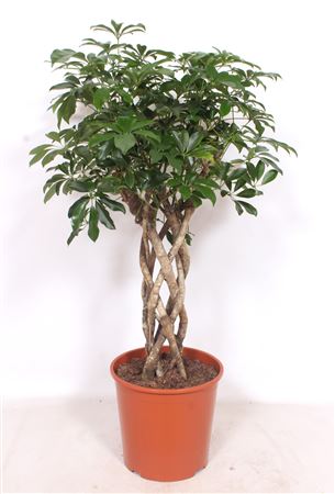 Schefflera Arboricola Compacta Tube