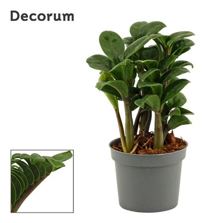 Zamioculcas Zenzi Natural (decorum)