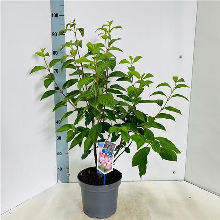 Viburnum Farreri