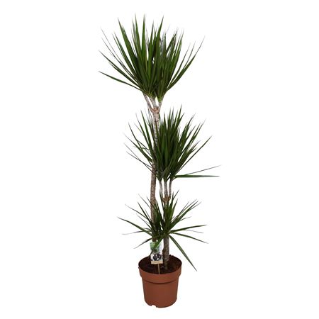Drac Marginata 90-45-15
