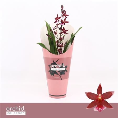 Barrocco Red 1st