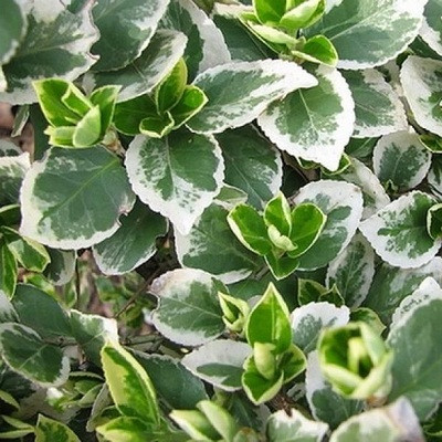 Бересклет форчуна Эмеральд Гаети