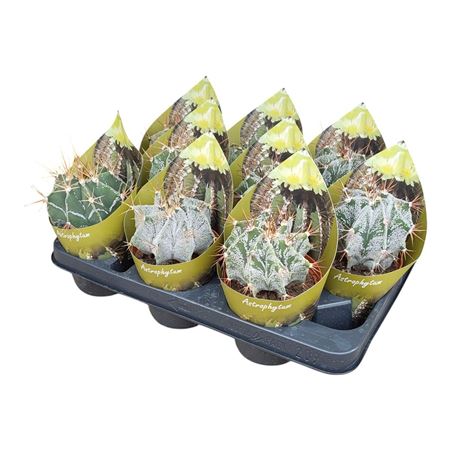Astrophytum Ornatum Potcover