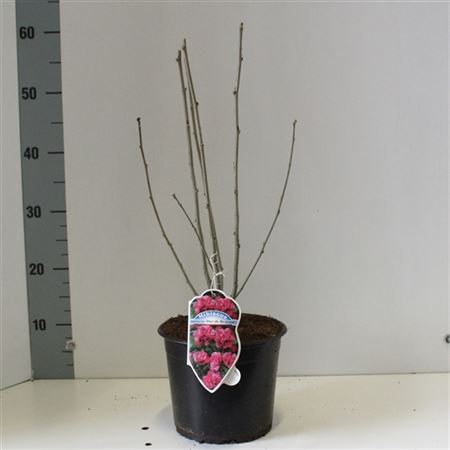 Hibiscus Syr Duc De Brabant