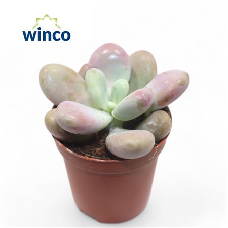 Pachyphytum Cv. Momobijn