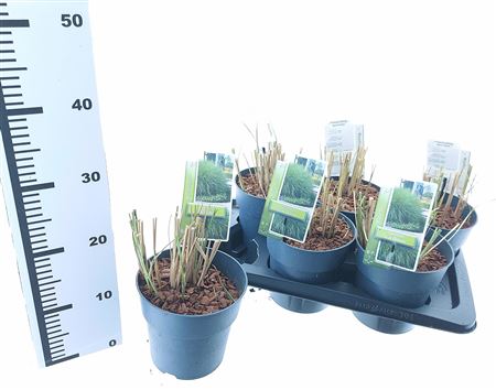 Miscanthus Sin Gracillimus