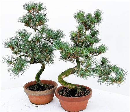 Bonsai Pinus Pentaphylla Parviflora