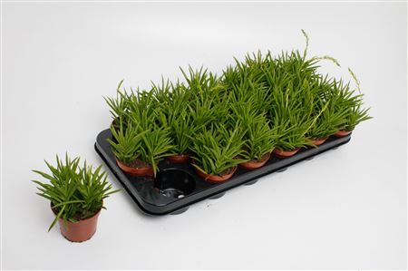 Perperomia Happy Bean