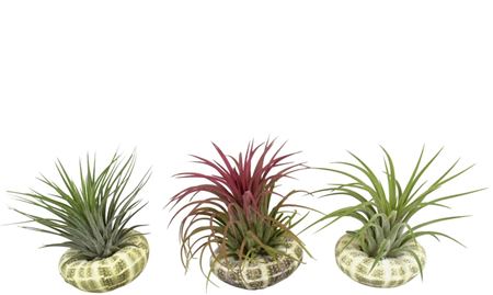 Tillandsia Schelp Standaard Ionantha