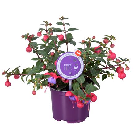 Fuchsia Bella Maria (morelips)