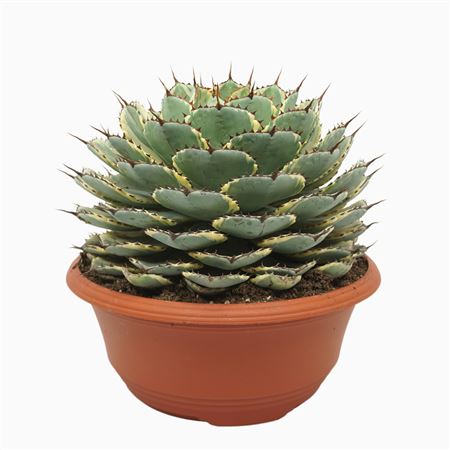 Agave Potatorum Variegata