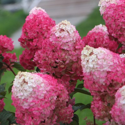 Гортензия метельчатая Строберри Блоссом в тубе