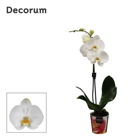 Phal 1st White 9/12+ (bernhard)