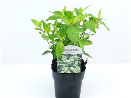 Hydrangea Pan Kyushu