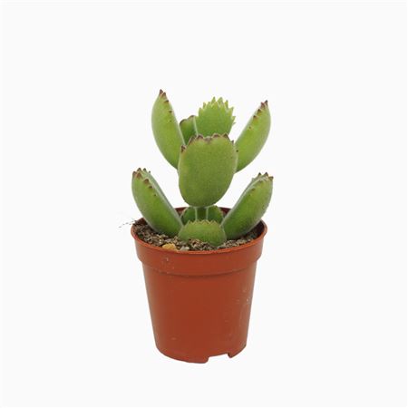 Cotyledon Ladysmithiensis