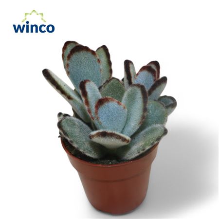 Kalanchoe Tomentosa Jumbo
