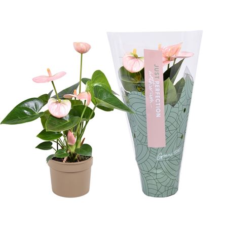 Anth An Spirit 3+ Just Perfection (xl-flowers)
