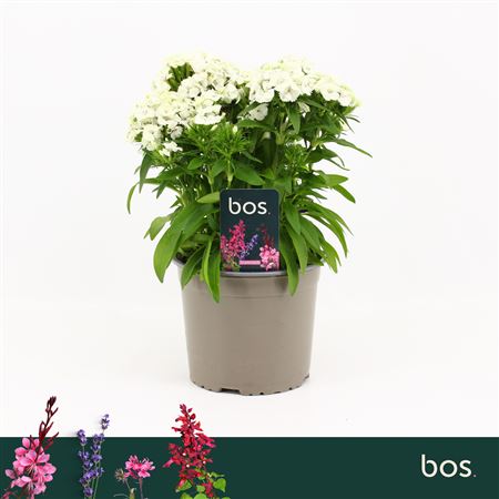Dianthus Barbatus Dart White