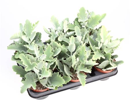 Kalanchoe Beharensis